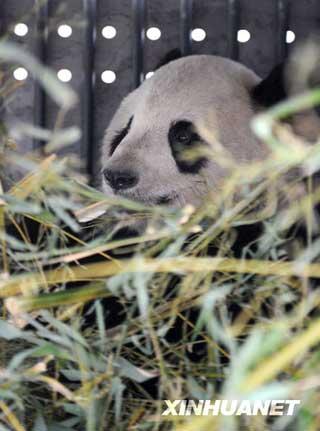 After a fifteen hour flight, Tai Shan and Mei Lan arrived Thursday in their ancestral home of Sichuan. 