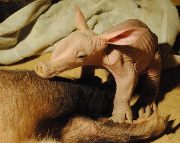 A new born baby aardvark born at Colchester Zoo with its mother Oq. The zoo has the only successful aardvark breeding group in the UK 