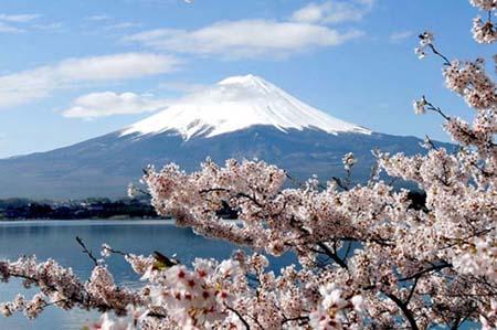 Hanami in romantic sakura snow