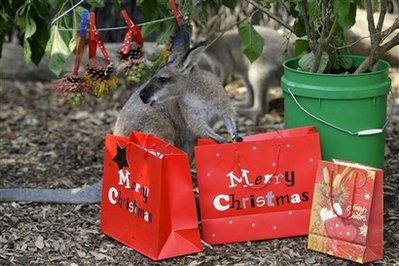 A wallaby checks a bag full of fruit and nuts as animals at Taronga Zoo in Sydney, Australia, receive special Christmas treats that encourage them to forage, Wednesday, Dec. 23, 2009. The activities are design to arouse the animals' inquisitiveness and stimulate their natural behaviors.(AP Photo/Rick Rycroft) 