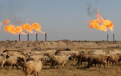 Sheep graze outside the Halfaya oil field near the southern city of Amara. Iranian troops who occupied a disputed oil well on the Iraq border left overnight, a senior official of Iraq's Maysan province told AFP Sunday (AFP/File/Essam al-Sudani) 