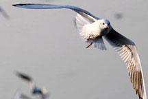 Kunming welcomes thousands of black-headed gulls 