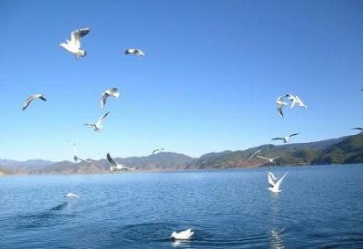 The island in Qinghai Lake is a paradise for a variety of birds. It provides a habitat for over 100,000 migratory birds from south China and Southeast Asia. Each March and April when the ice covering the Qinghai-Tibet Plateau begins to melt, more than 20 kinds of migrating birds come to the island to breed. Flocks of birds cover the whole island and eggs can be found everywhere.