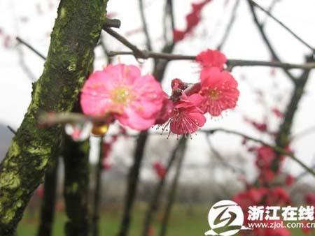 Plum blossoms in full bloom at Chaoshan Scenic Spot in Yuhang district of Hangzhou, capital of east China's Zhejiang Province, on February 25, 2010. [Photo: zjol.com.cn] 