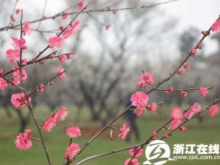 Plum blossoms in full bloom at Chaoshan Scenic Spot in Yuhang district of Hangzhou, capital of east China's Zhejiang Province, on February 25, 2010. [Photo: zjol.com.cn] 