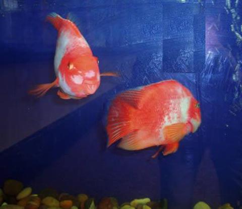 血鸚鵡：雙冠麗魚與紅魔魚雜交産下