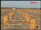 陜西：沙地裏種出的高産土豆