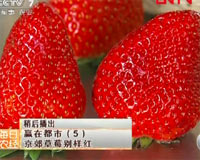 京郊草莓別樣紅
