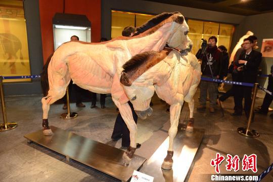 圖為一匹由脊梁分割成兩片的塑化馬標本。　劉文華　攝