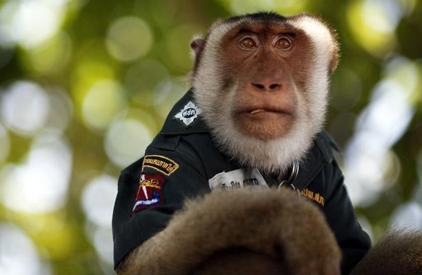 Santisuk, a five-year-old pig-tailed macaque monkey, wears a police shirt as he rides atop a patrol vehicle in Saiburi district in Yala province, Thailand.