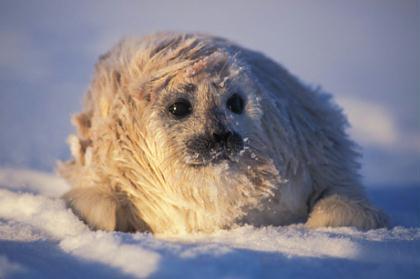 Ringed seal