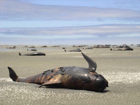 Dead whales lie on the beach at Farewell Spit on New Zealand's South Island December 28, 2009. More than 100 pilot whales died after being stranded at Farewell Spit, according to local media. The beached whales were discovered by a tourist plane on Saturday. Picture taken December 28, 2009.  (Xinhua/Reuters Photo)