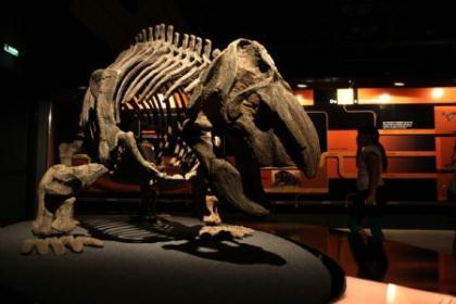  visitor looks at a fossil during a dinosaur exhibition in Buenos Aires, capital of Argentina, Dec. 29, 2009. The dinosaur exhibition shows the fossils and models of the dinosaurs which lived in remote antiquity in north Argentina's San Juan Province. (Xinhua/Martin Zabala)