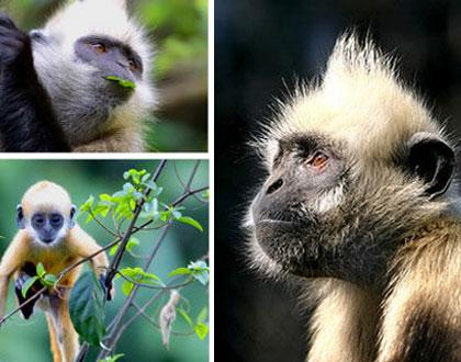 White headed Langur (Trachypithecus poliocephalus) Source: huanqiu.com   