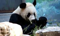 6 pandas from Sichuan debut at Beijing Zoo