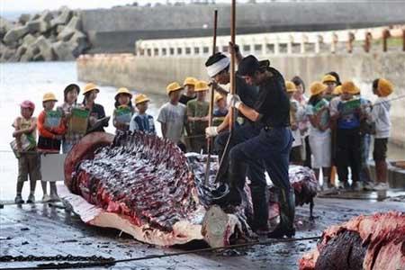 Every year Japan claims it kills hundreds of whales in Antarctic waters for scientific research. Some experts say Japan's real purpose is to pass on its tradition of eating whale.