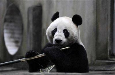 Four-year-old male panda Wang Wang eats bamboo at the Bifengxia Giant Panda Breeding Center in Ya'an, China's Sichuan province Thursday Nov. 26, 2009. Wang Wang and three-year-old female panda Fu Ni will start their journey to the Adelaide Zoo on Friday and stay in Australia for 10 years. China is sending the pandas to an Australian zoo on a 10 year loan as part of a joint research program. (AP Photo)