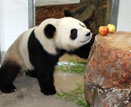 Giant panda Fu Ni eats fruits at Adelaide Zoo in Adelaide city of Australia, Nov. 28, 2009. A giant panda couple, Wang Wang and Fu Ni, arrived in Australia Saturday for a 10-year stay, the first of the endangered species to live in the southern hemisphere.(Xinhua/Zoos South Australia/Bryan Charlton)