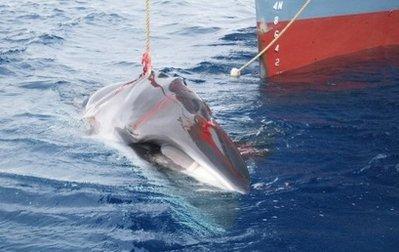 A whale is slowly dragged on board a Japanese ship after being harpooned in Antarctic waters in this 2008 handout photo from the Australian Customs Service. (AFP/Australian Customs Service/File)