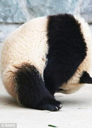 It's been a long day! Giant Panda Tai Chan takes a doze in the midday sun