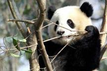 Shanghai Expo giant pandas meet with public 