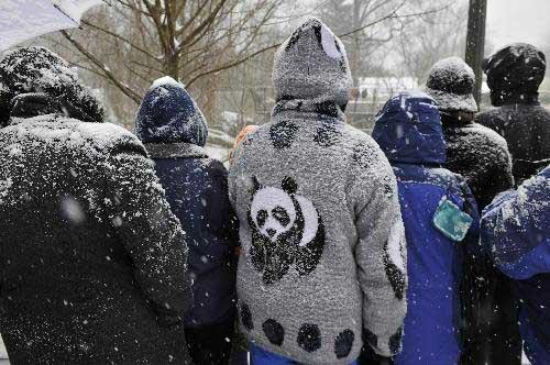 People take a farewell glance at Giant panda Tai Shan during a farewell party at the National Zoo in Washington D.C., the United States, Jan. 30, 2010. Hundreds of fans braved heavy snowfall Saturday to express goodbye to Tai Shan. Tai Shan, born at the Natiional Zoo in 2005, will be carried back to China by a U.S. FedEx cargo plane on Feb. 4.(Xinhua/Zhang Jun)