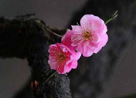 Photo taken on Feb. 7, 2010 shows some plum blossom in full bloom at the East Lake in Wuhan, central China's Hubei Province. Covering an area of over 80 mu (about 13 acres), the garden of plum blossom at the East Lake has attracted a number of tourists and photographers recently. (Xinhua/Cheng Min)