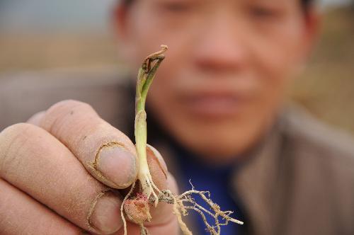 A farmer shows a dying maize seedling at Linwang Village in Donglan County, southwest China's Guangxi Zhuang Autonomous Region, March 11, 2010. The sustaining severe drought has ravaged the region and other three provinces in southwest China since October last year. (Xinhua/Wei Lifu)