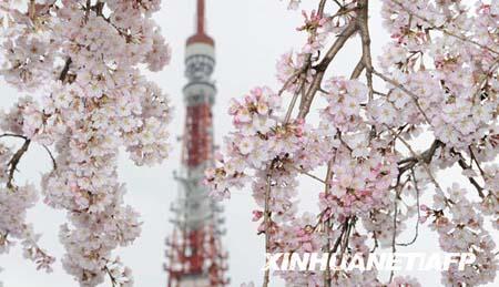 The Tokyo Tower is seen behind cherry blossoms in full bloom in downtown Tokyo. [Photo: Xinhua/AFP] 