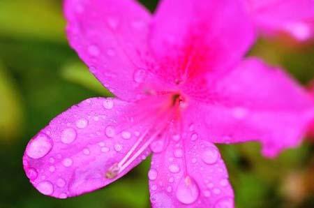 Azaleas are in full blossom in the rain alongside Xiangjiang River in Changsha, capital of central China's Hunan Province, April 20, 2010. [Xinhua/Long Hongtao]