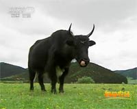 探訪“天堂”裏的牦牛