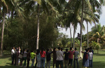 海南文昌，當地百姓徒手上樹摘椰子的情景