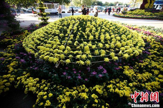 10月23日，在青島市第28屆菊展上，一株單體菊花吸引了眾多遊客的目光。這是一株栽在花盆裏的大簇黃色菊花，主幹只有1棵，其花冠直徑就達到了5米，盛開有3500朵花。中新社發 徐崇德 攝