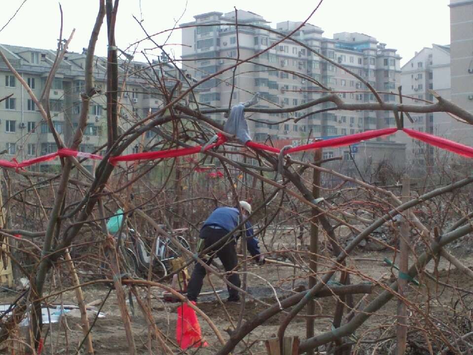 西區閒置的空地成了垃圾場和居民種菜的地方。