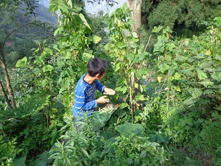 摘豆豆