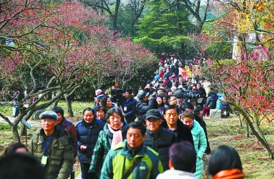 昨天，梅花山等處梅花朵朵綻放，吸引了不少市民前來踏青賞梅。 通訊員 陳光煜 記者 吳彬攝 