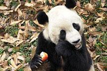 Panda Tai Shan to be sent to China for breeding