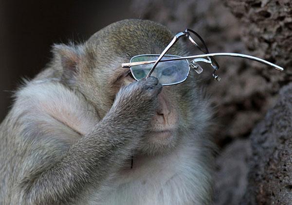 The provincial capital of Lopburi in Central Thailand is home to countless monkeys that have adapted to life in an urban environment. The monkeys have become such a part of the local culture that there is actually a festival held in their honor,the Lopburi Monkey Festival.