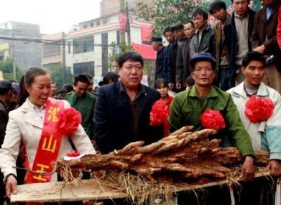 Photo taken on Nov. 25, 2009 shows the 1.66-meter-long "yam king" with a weight of 38 kilograms at the seventh taro and yam contest held in Anhe Township of Quanzhou County, southwest China's Guangxi Zhuang Autonomous Region, Nov. 25, 2009. A taro and yam contest was held in Anhe of Quanzhou on Wednesday. As the famous local special products, the total output of taro and yam planting in Anhe this year reached 30 million kilograms. (Xinhua/Wang Zichuang)