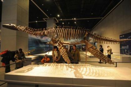 Visitors observe the skeleton of Yuzhoupliosaurus, a special species of ichthyosaurus, in an exhibition held at the Zhejiang Museum of Natural History in Hangzhou, east China's Zhejiang Province, Dec. 20, 2009. Fossils and artificially restored specimens of the marine reptiles in the geological period of Triassic were displayed to visitors. (Xinhua/Zhu Yingwei)