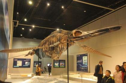 Several children observe the skeleton of Shastasaurus, a special spieces of ichthyosaurus, in an exhibition held at the Zhejiang Museum of Natural History in Hangzhou, east China's Zhejiang Province, Dec. 20, 2009. (Xinhua/Zhu Yingwei)