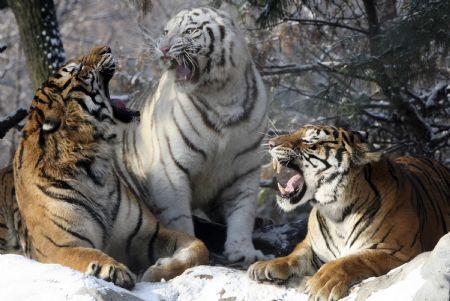 Tigers roar during a photo opportunity for the upcoming New Year event at the Everland amusement park in Yongin, about 50 km (31 miles) south of Seoul December 28, 2009, three days ahead of the year of the tiger, according to the Chinese lunar calendar. The park operates a tiger safari with 32 tigers, of which 10 of them are white tigers. (Xinhua/Reuters Photo)