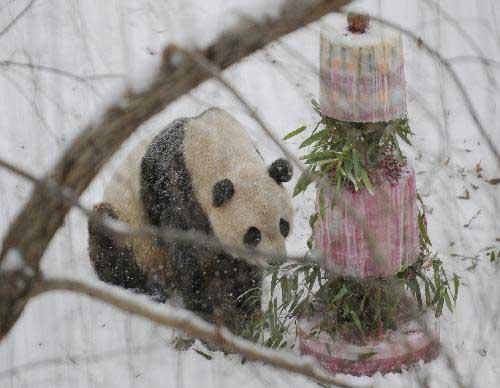 Giant panda Tai Shan enjoys a cake during a farewell party at the National Zoo in Washington D.C., the United States, Jan. 30, 2010. Hundreds of fans braved heavy snowfall Saturday to express goodbye to Tai Shan. Tai Shan, born at the Natiional Zoo in 2005, will be carried back to China by a U.S. FedEx cargo plane on Feb. 4. (Xinhua/Zhang Jun)