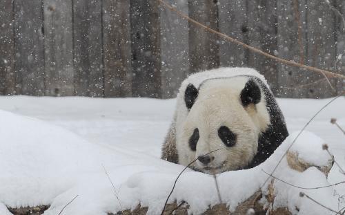 Giant panda Tai Shan plays on snow-blanketd ground during a farewell party at the National Zoo in Washington D.C., the United States, Jan. 30, 2010. (Xinhua/Zhang Jun)