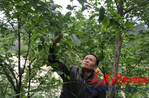 4月6日，在貴州榕江縣古州鎮頭塘村旁的果園裏，被幾次冰雹和暴雨襲擊後，櫻桃樹上沒剩下幾顆櫻桃，園主羅紹華一臉無奈。（王炳真攝）