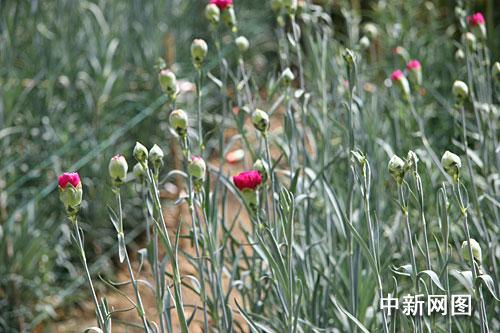 大棚裏種植的康乃馨