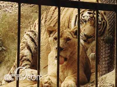 獅子和老虎“同住一屋”