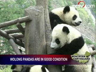 Pandas are playing in the Panda's Kindergarten in Wolong after the quake,we can hardly imagine they have suffered a disaster not long ago. 