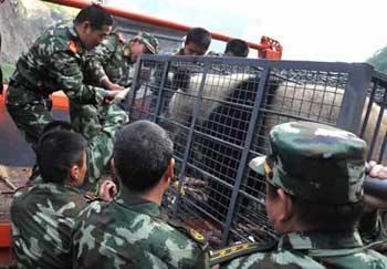 Soldiers of the Armed Police carry giant pandas onto a vehicle before transporting them to the Ya'an preservation zone, in the China Giant Panda Protection and Research Center based in Wolong which is only 30 kilometers from the epicenter of last week's 8.0-magnitude earthquake on Richter scale, southwest China's Sichuan Province, May 23, 2008. Eight other giant pandas from quake-hit Sichuan Province will be airlifted to Beijing on May 24 so that the animals can have a better breeding and recovery environment.(Xinhua Photo)