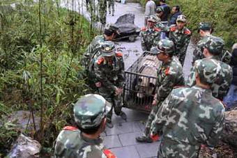 Soldiers of the Armed Police carry giant pandas before transporting them to the Ya'an preservation zone, in the China Giant Panda Protection and Research Center based in Wolong which is only 30 kilometers from the epicenter of last week's 8.0-magnitude earthquake on Richter scale, southwest China's Sichuan Province, May 23, 2008. Eight other giant pandas from quake-hit Sichuan Province will be airlifted to Beijing on May 24 so that the animals can have a better breeding and recovery environment.(Xinhua Photo)